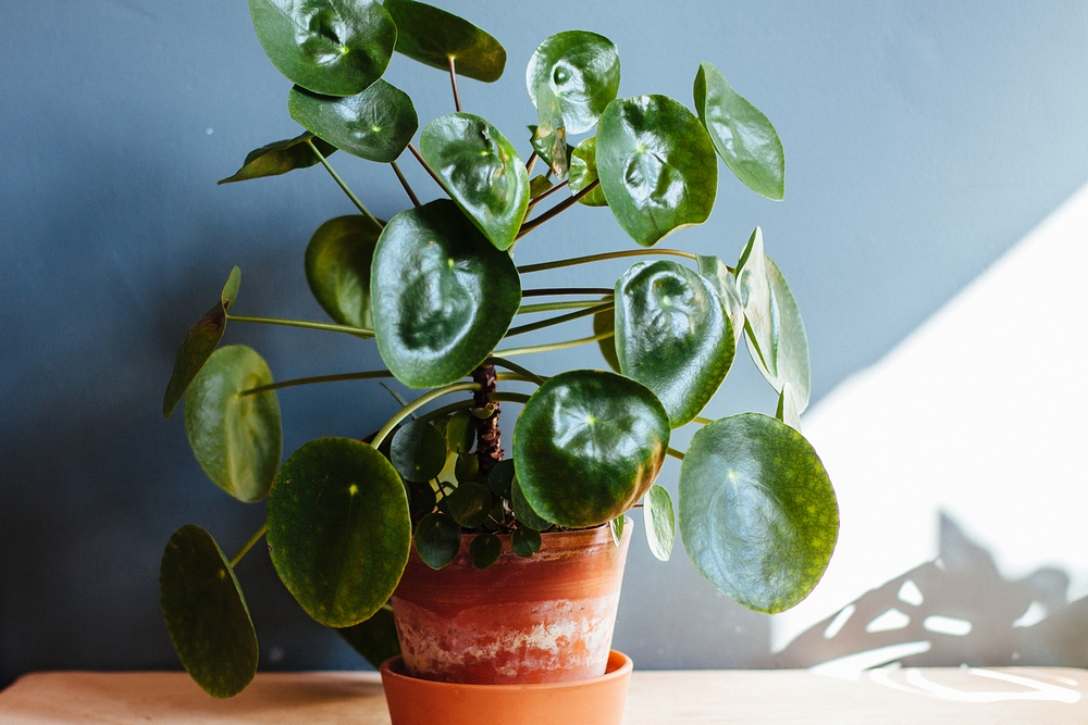 What a Cachepot Is and How To Use it For Your Houseplants - The Houseplant  Guru