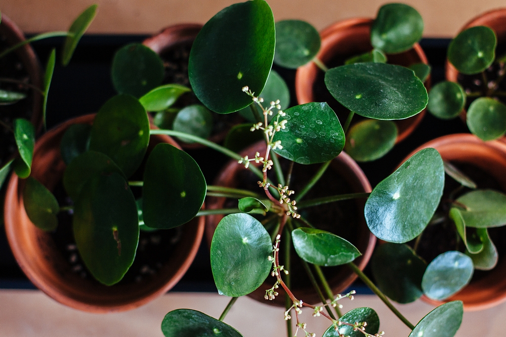 The Beginner's Houseplant Trick to Keep Your Plants Alive and Happy - That  Planty Life